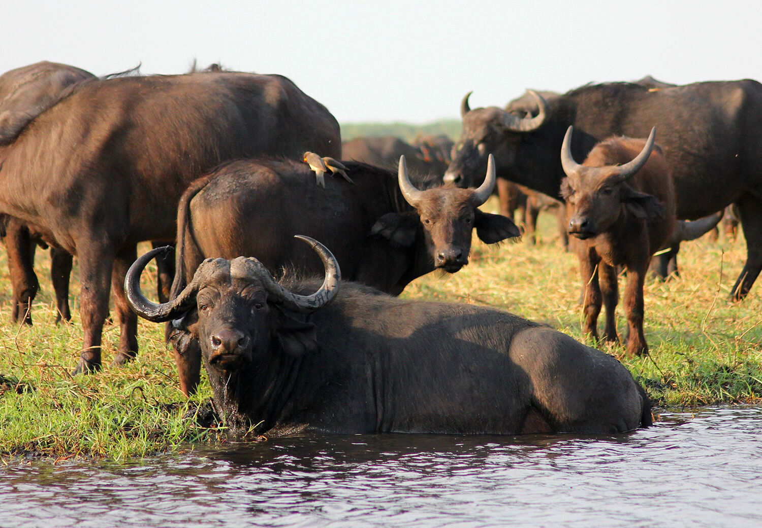 Buffalo, not bison